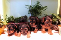 /album/existencias/yorkshire-terrier-4-jpg1/